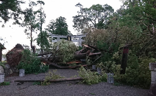 【台風被害】大鳥居横の樹齢250年のケヤキ