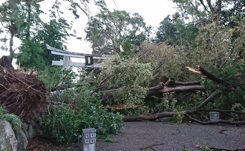 【台風被害】大鳥居横の樹齢250年のケヤキ