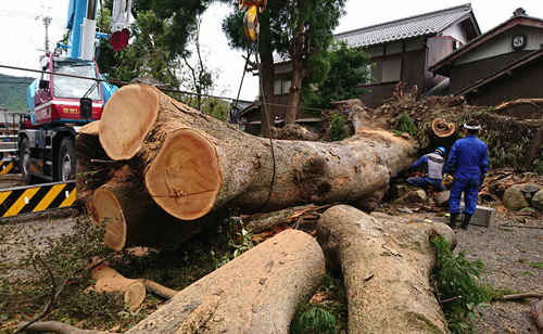 【台風被害】大鳥居横の樹齢250年のケヤキ 撤去平成30年9月11日