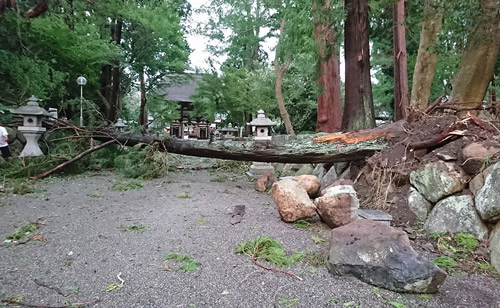 【台風被害】倒木