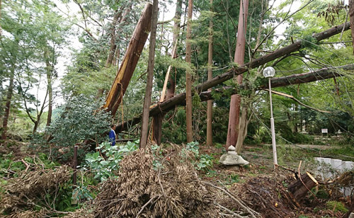 【台風被害】倒木