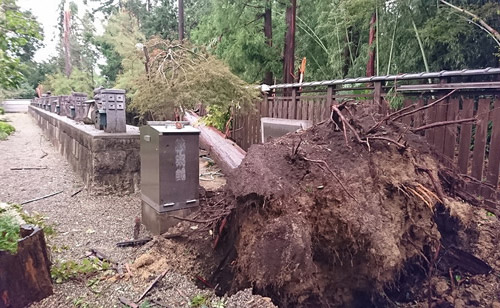 【台風被害】倒木