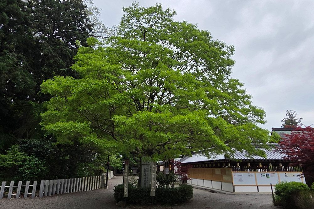 なんじゃもんじゃの様子
