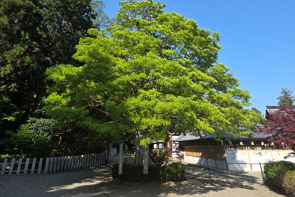 なんじゃもんじゃの様子