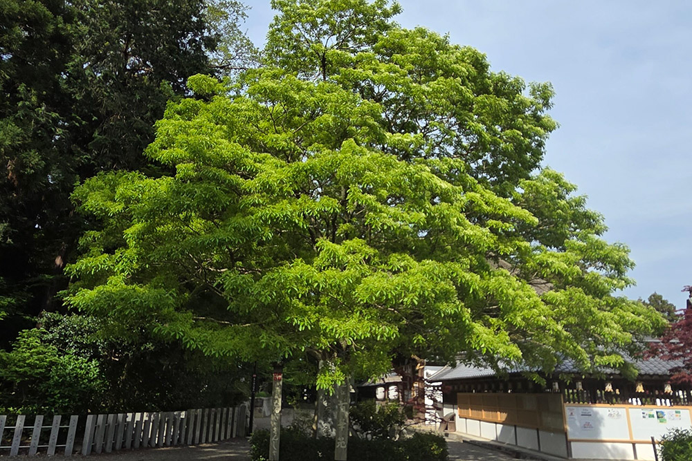 昨日はお天気も良く、所々花が開き始めているのが見えています。