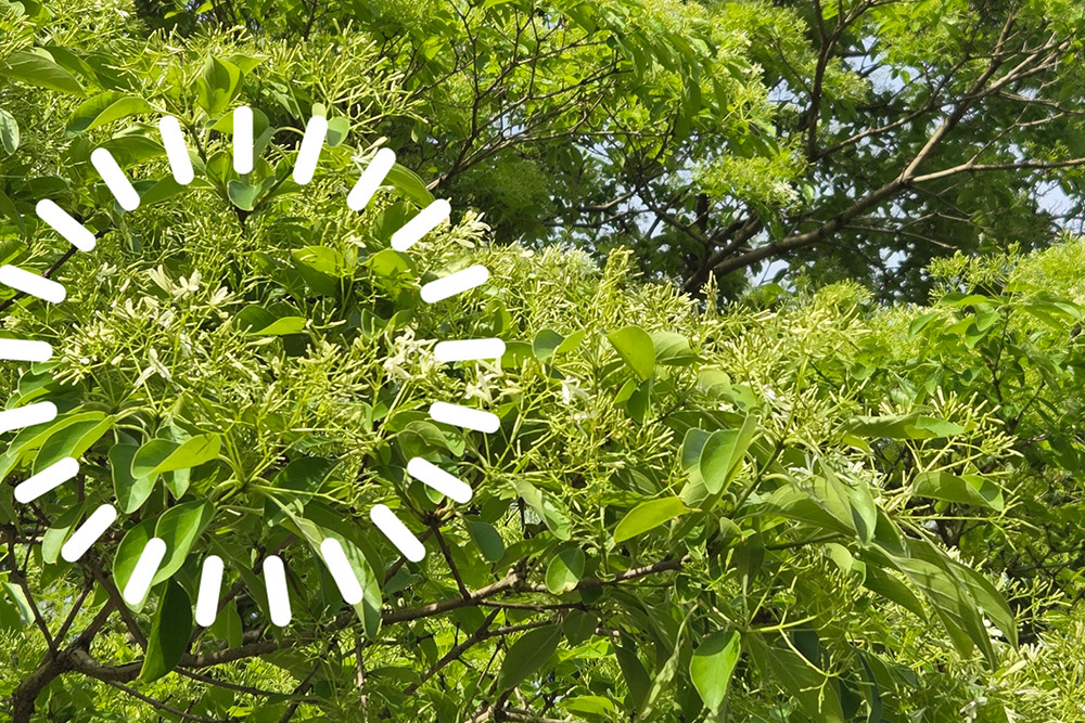 昨日はお天気も良く、所々花が開き始めているのが見えています。