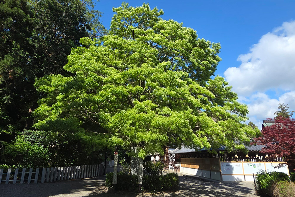 今日は風が強くて　ゆらゆらと大きく揺れています