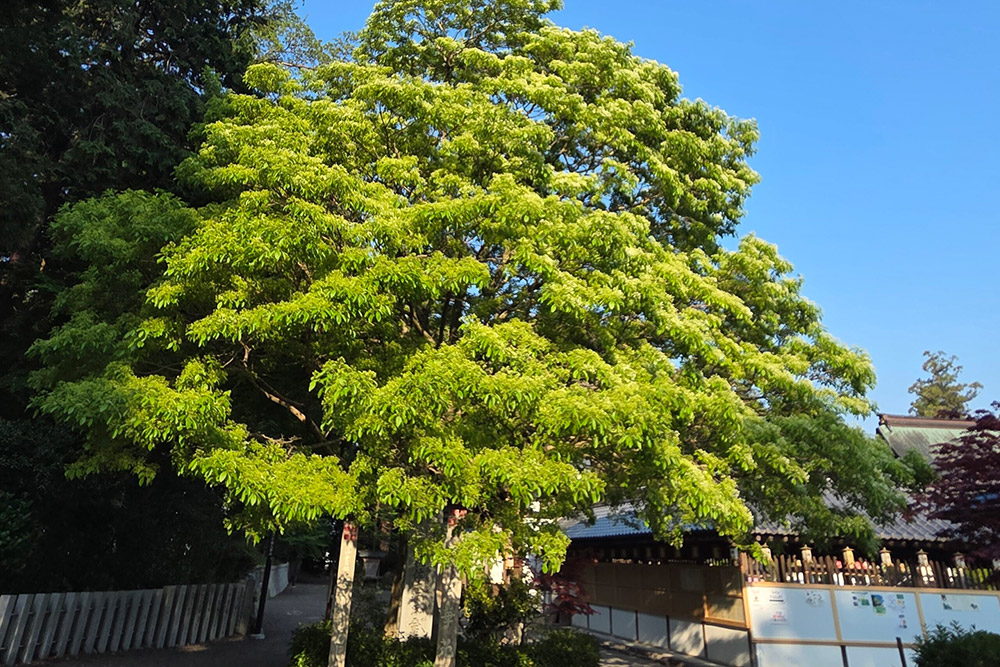 【令和7年4月30日】なんじゃもんじゃの様子
