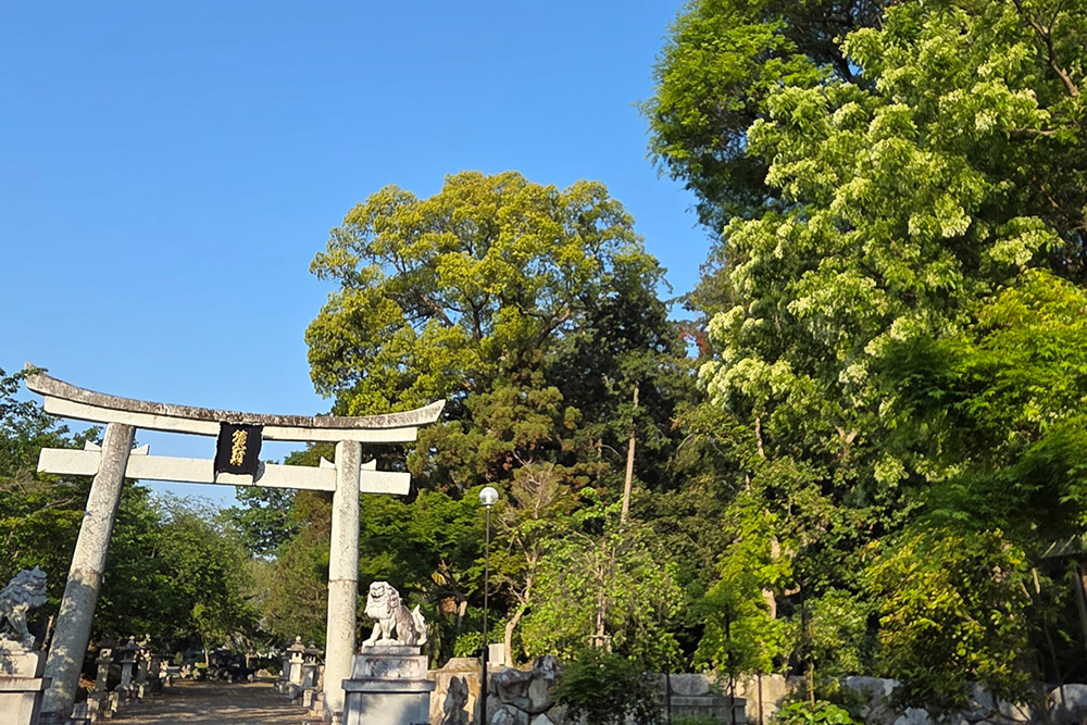【令和7年4月30日】なんじゃもんじゃの様子