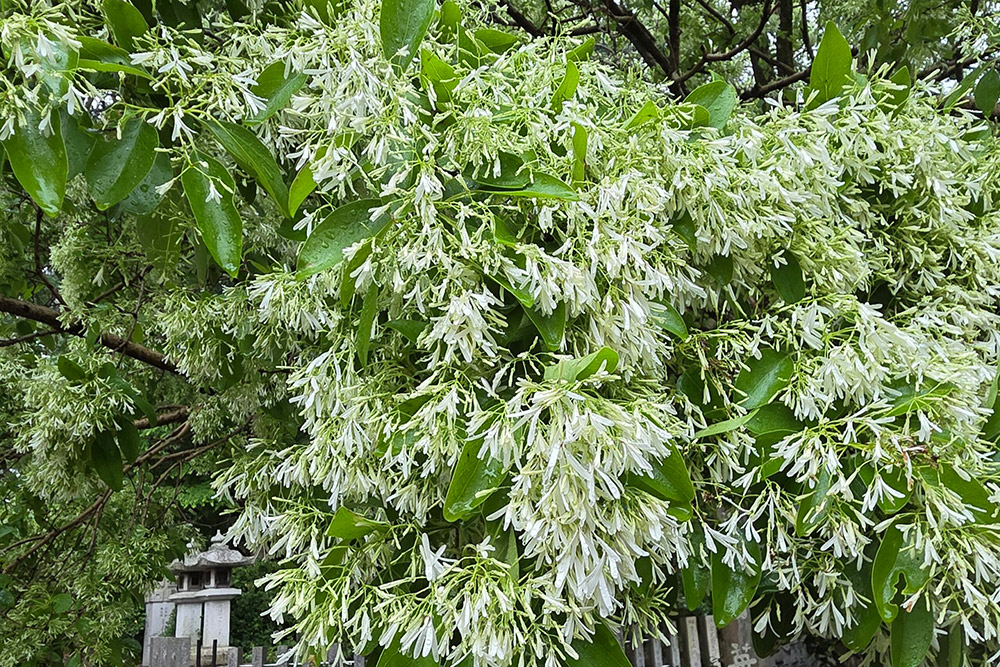【令和7年5月2日】なんじゃもんじゃの様子