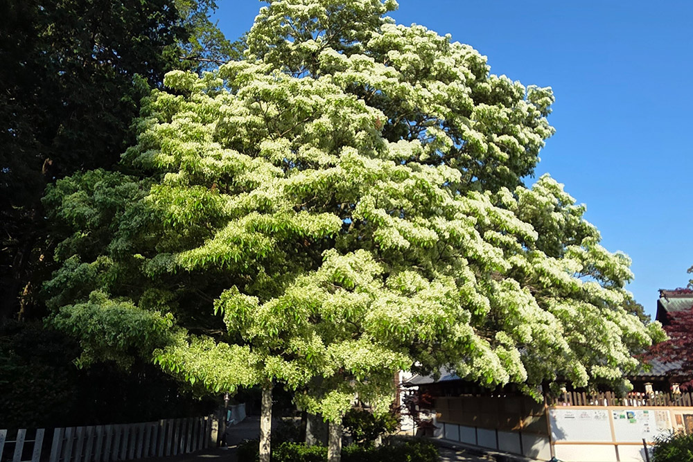 【令和7年5月3日】なんじゃもんじゃの様子