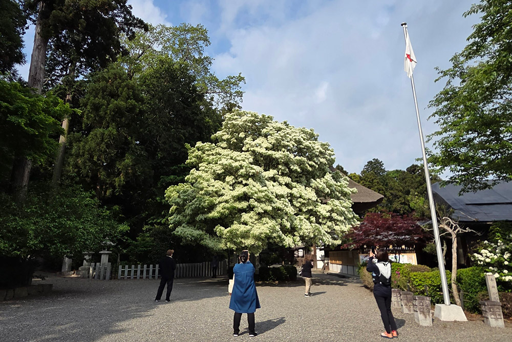 【令和7年5月4日】なんじゃもんじゃの様子