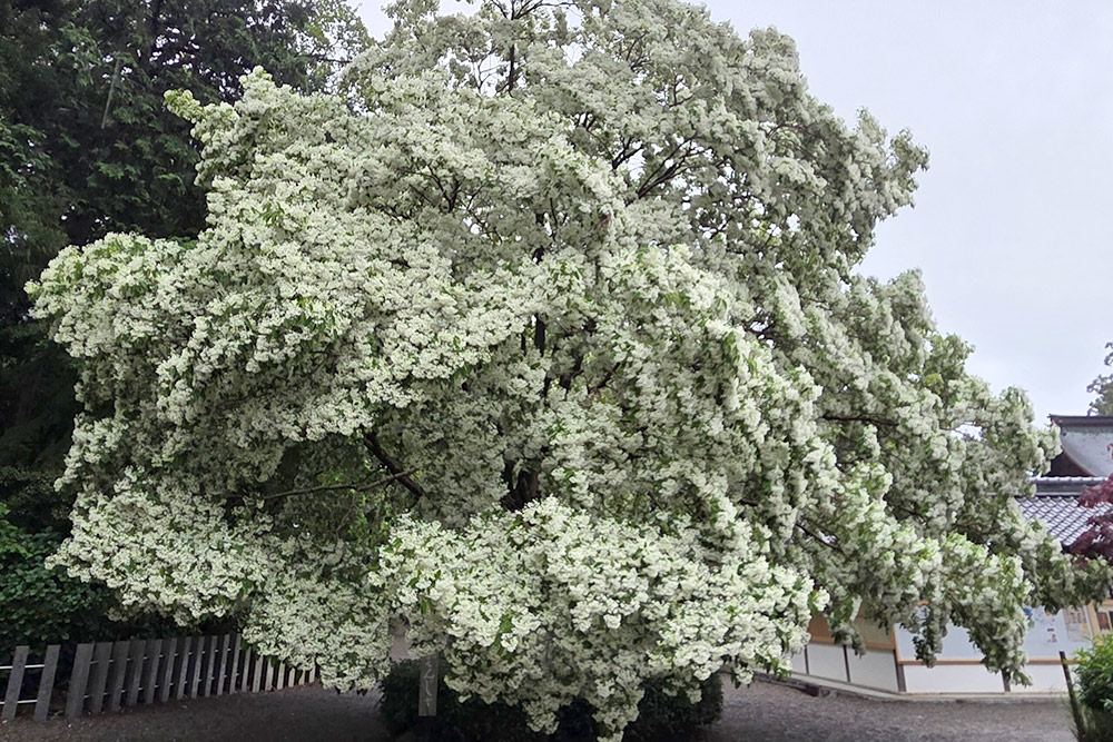 【令和7年5月6日】なんじゃもんじゃの様子