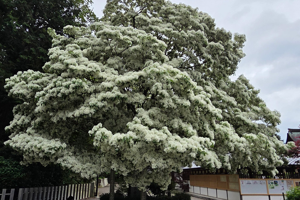 【令和7年5月9日】なんじゃもんじゃの様子