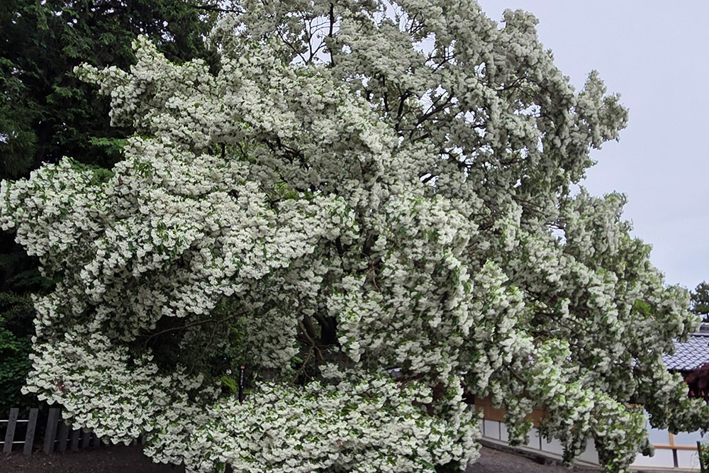 【令和7年5月10日】なんじゃもんじゃの様子