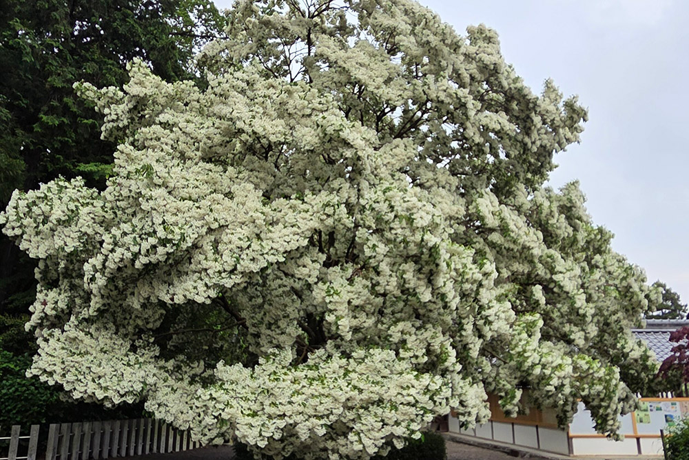 【令和7年5月12日】なんじゃもんじゃの様子