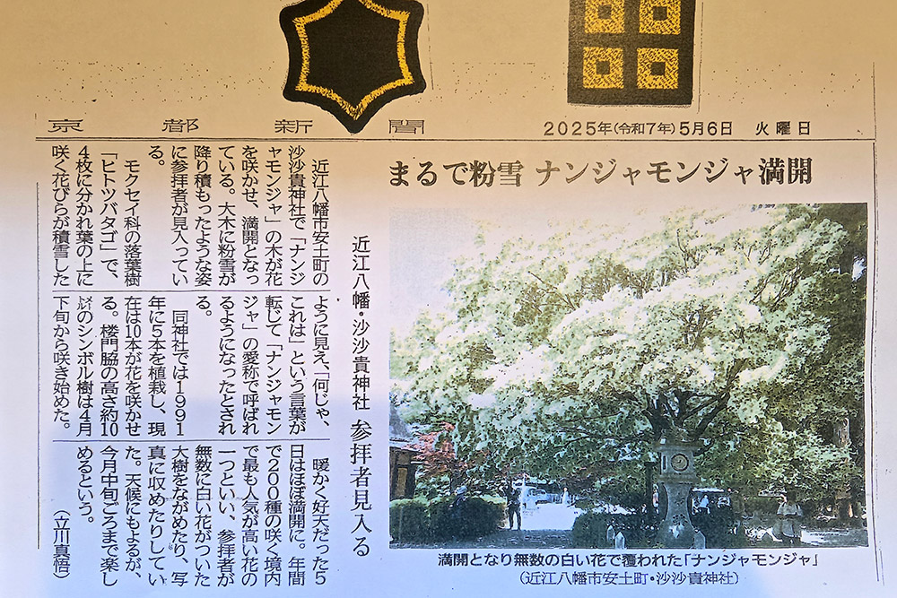 沙沙貴神社のなんじゃもんじゃを京都新聞さまにご紹介いただきました。