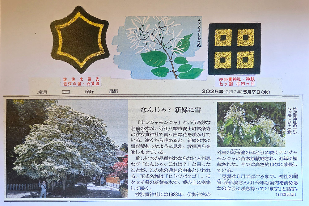 沙沙貴神社のなんじゃもんじゃを朝日新聞さまにご紹介いただきました。