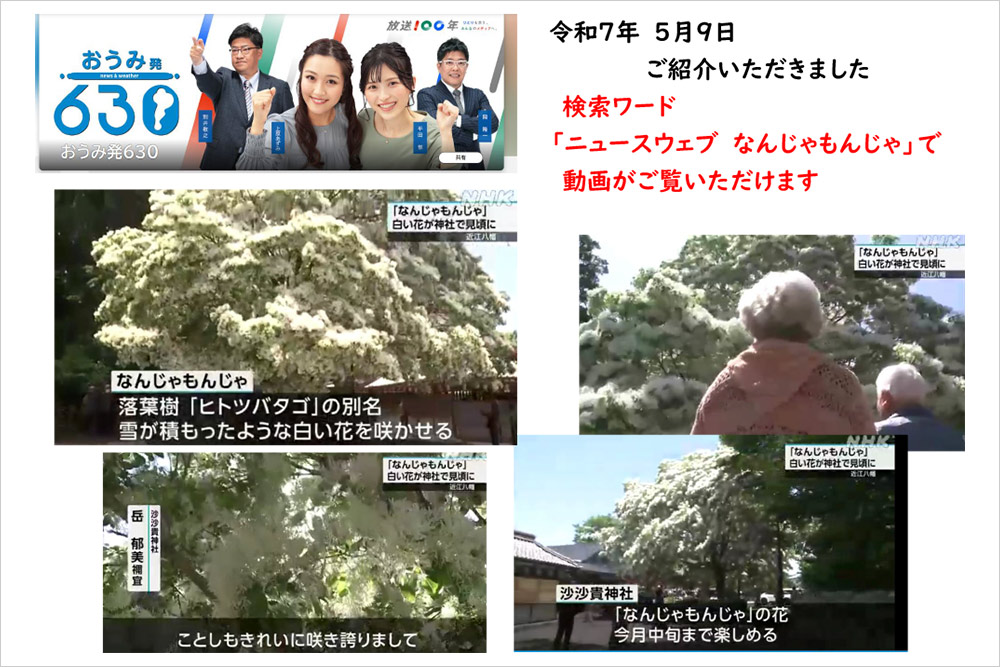 沙沙貴神社のなんじゃもんじゃをNHKおうみ発630でご紹介いただきました。