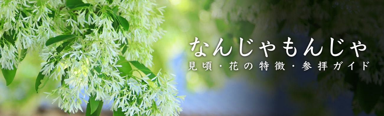 なんじゃもんじゃ