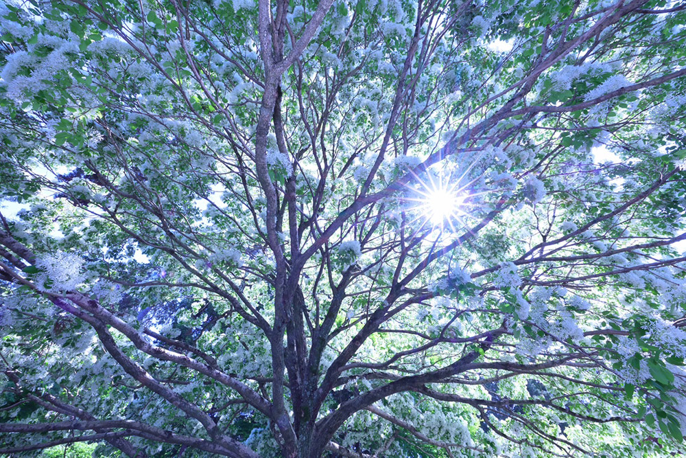 早朝の澄んだ空気の中でなんじゃもんじゃの撮影