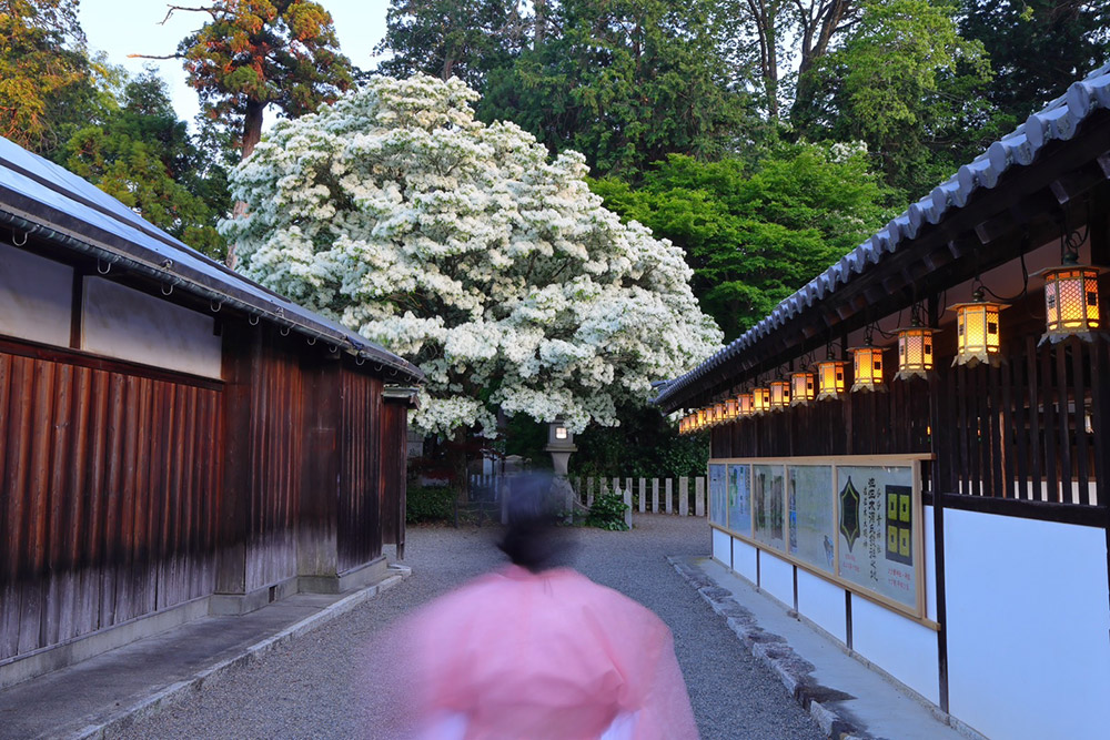 沙沙貴神社の風景
