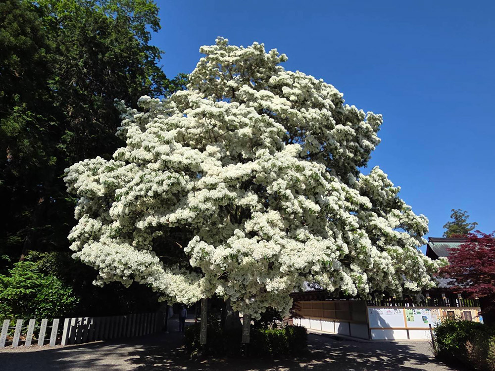 雪の様な花を咲かせるなんじゃもんじゃの木