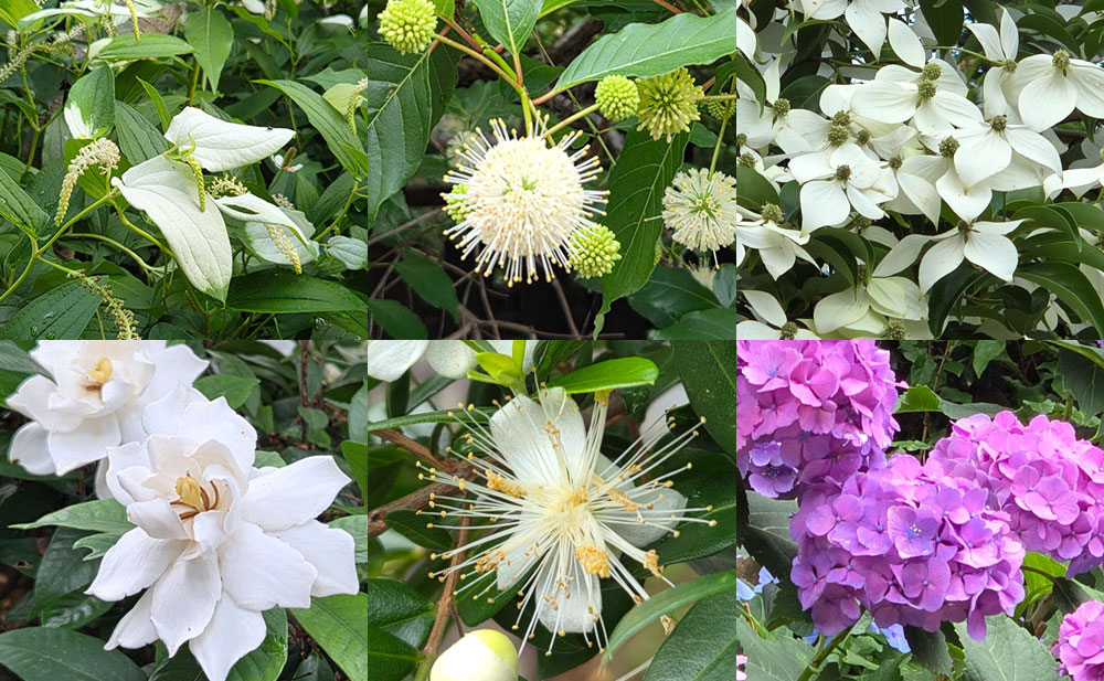【梅雨ともに】沙沙貴神社で６月後半から7月初旬に見られる美しい花々をご紹介！