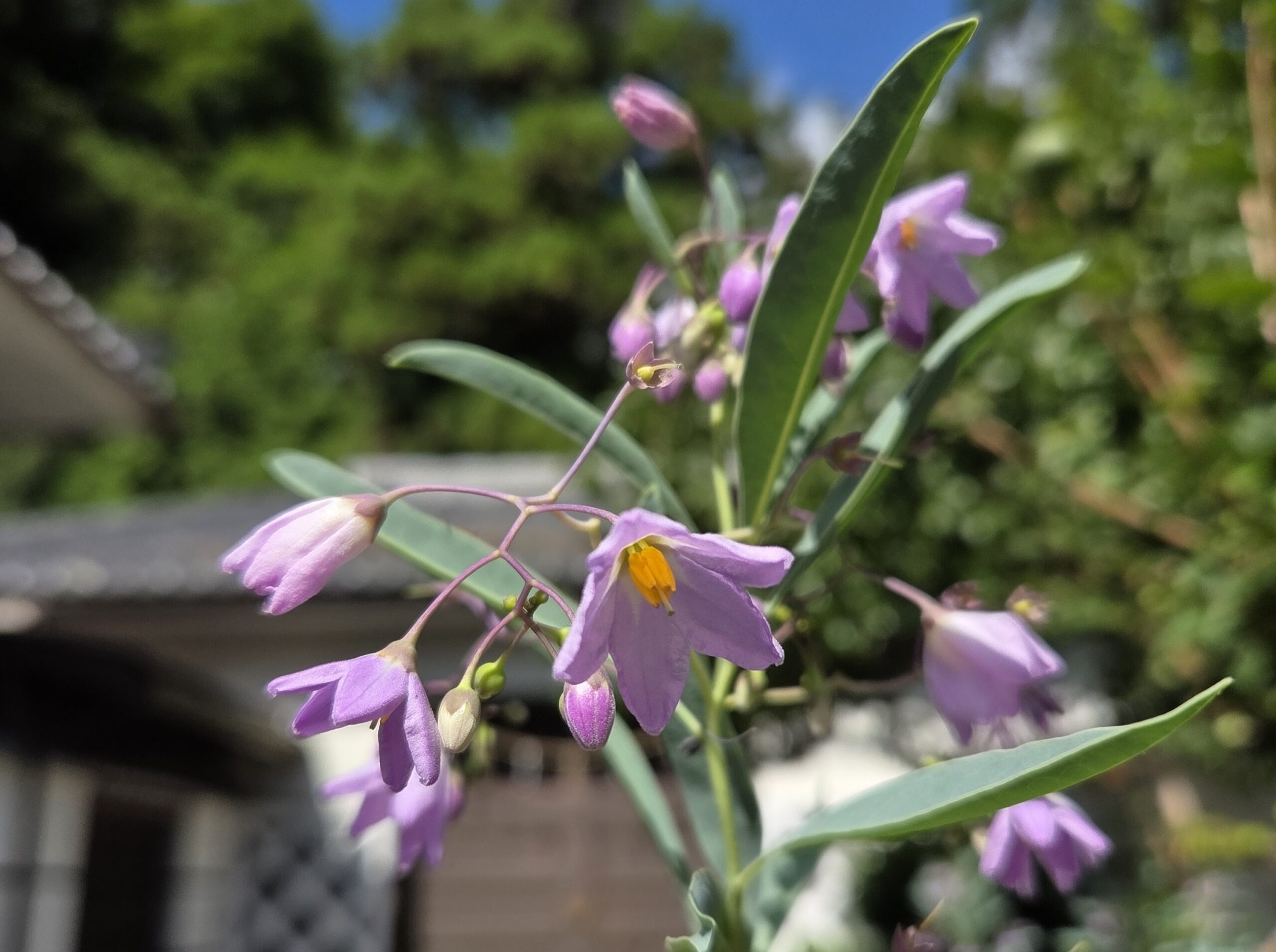 瑠璃柳（るりやなぎ）この花も7月・8月と咲いています。