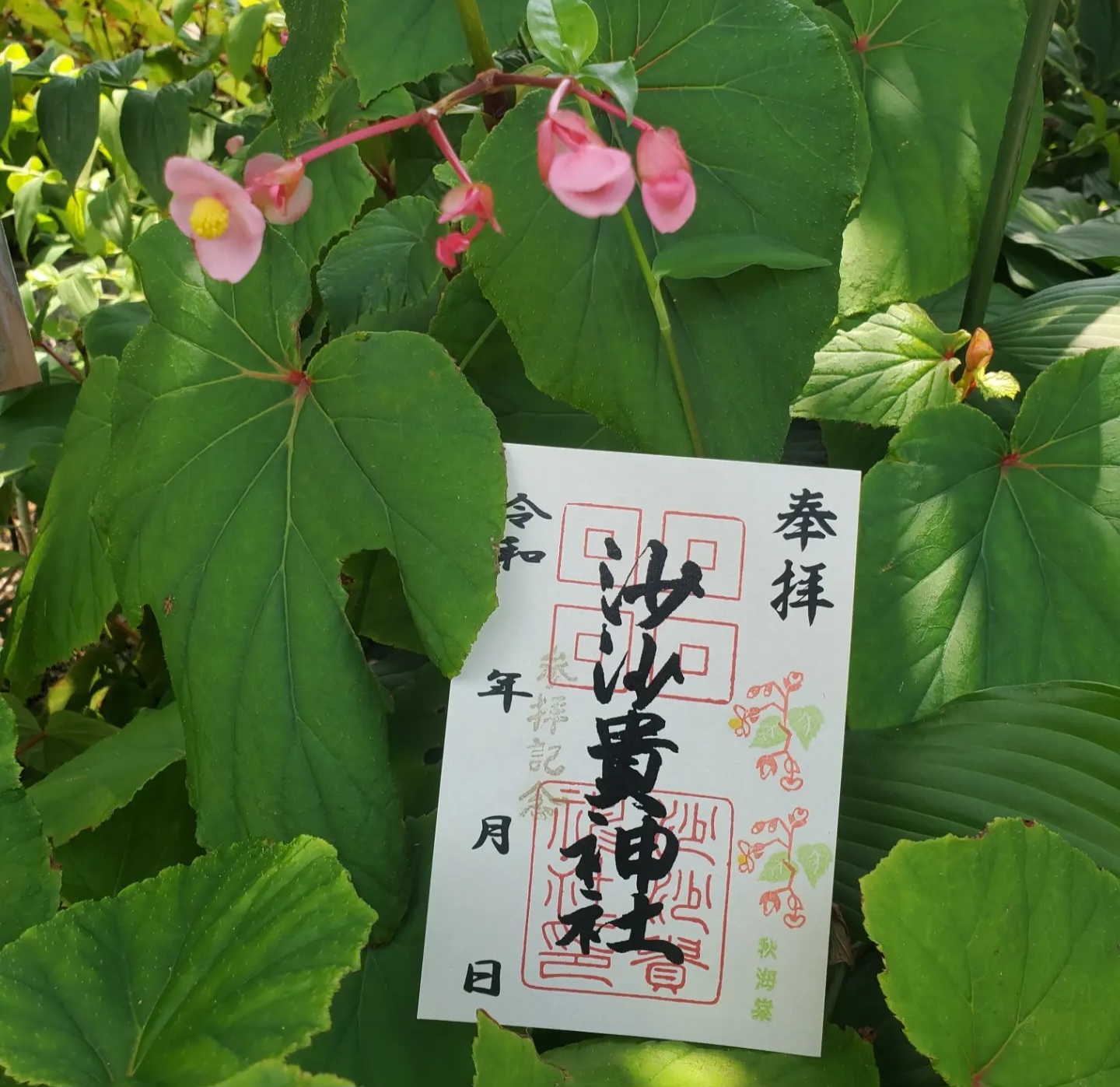 【御朱印】秋海棠（しゅうかいどう）