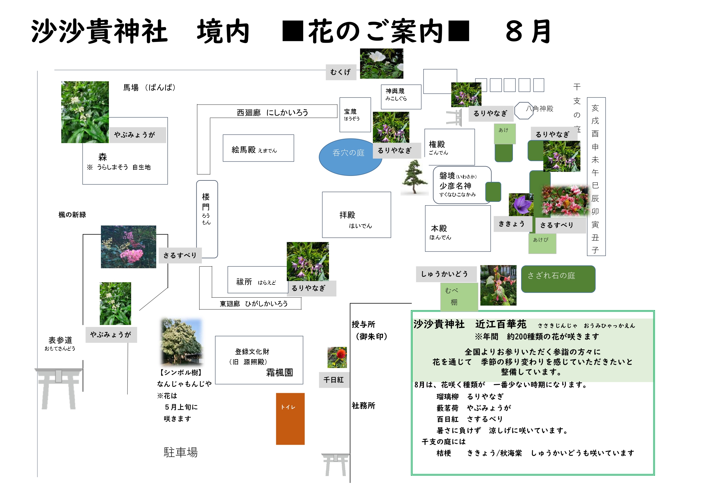 【8月】沙沙貴神社の境内に咲く花のご案内
