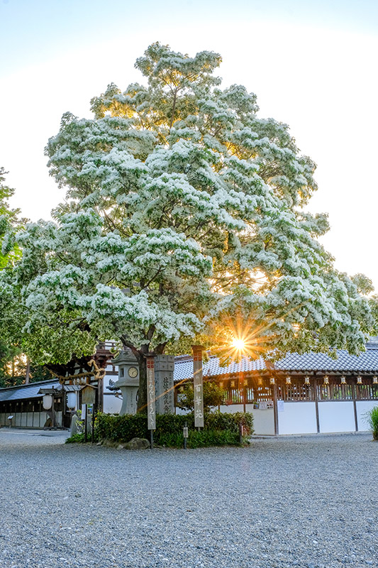なんじゃもんじゃの木と夕日