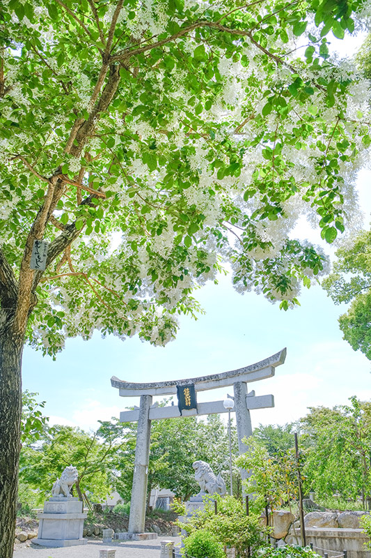 michiyoさんの写真でめぐる沙沙貴神社の四季