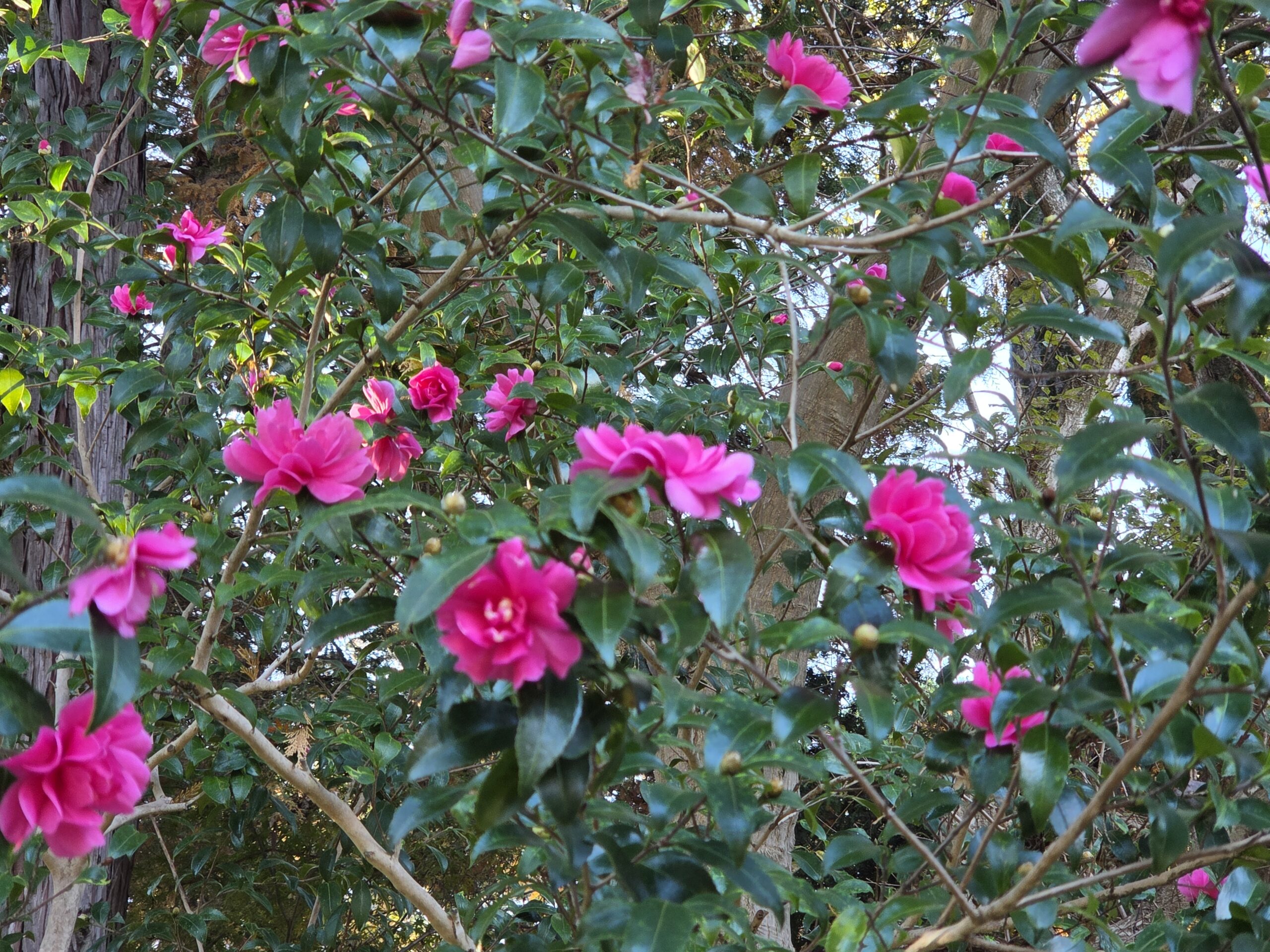 山茶花(サザンカ)