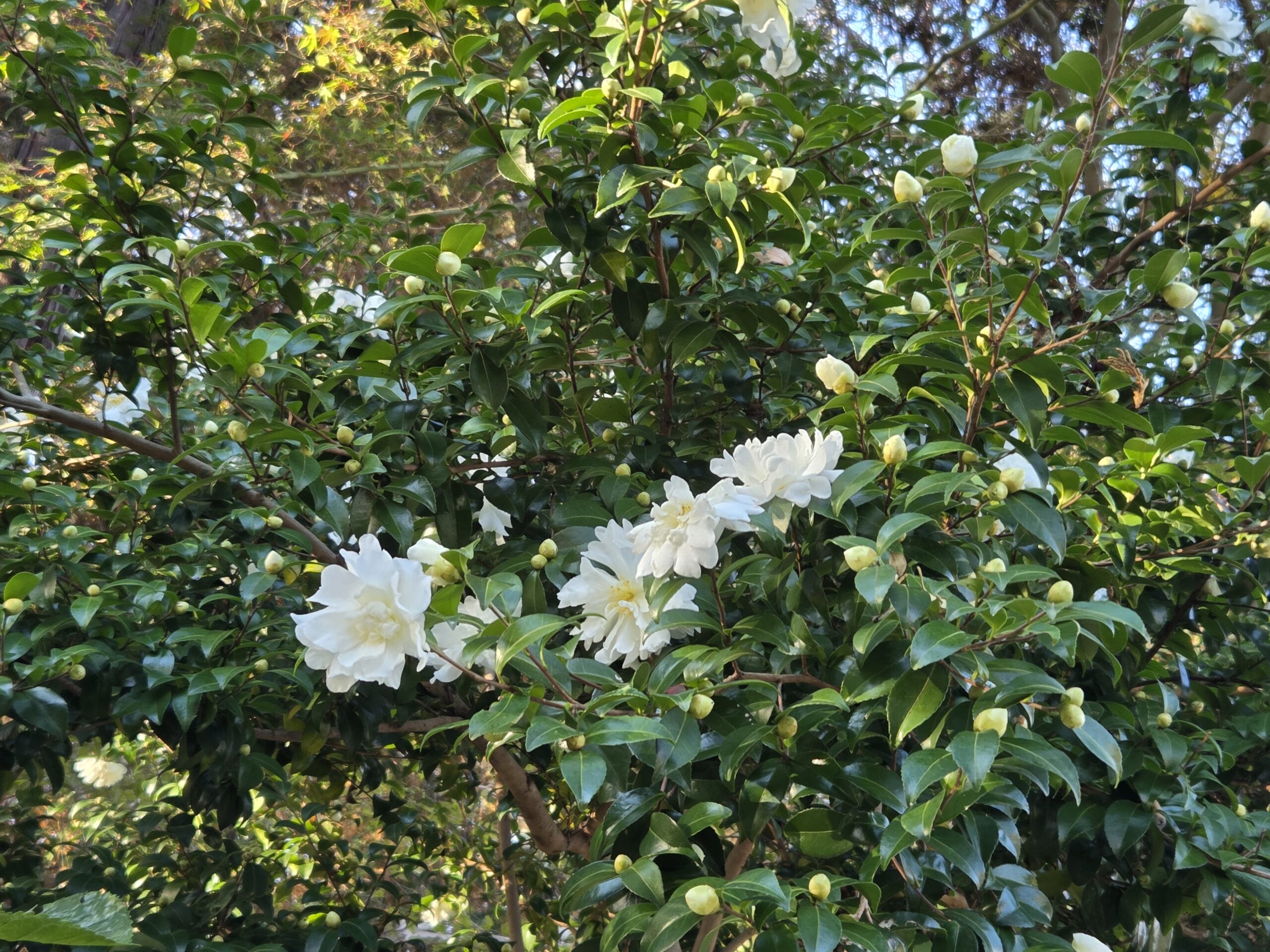 山茶花(サザンカ)