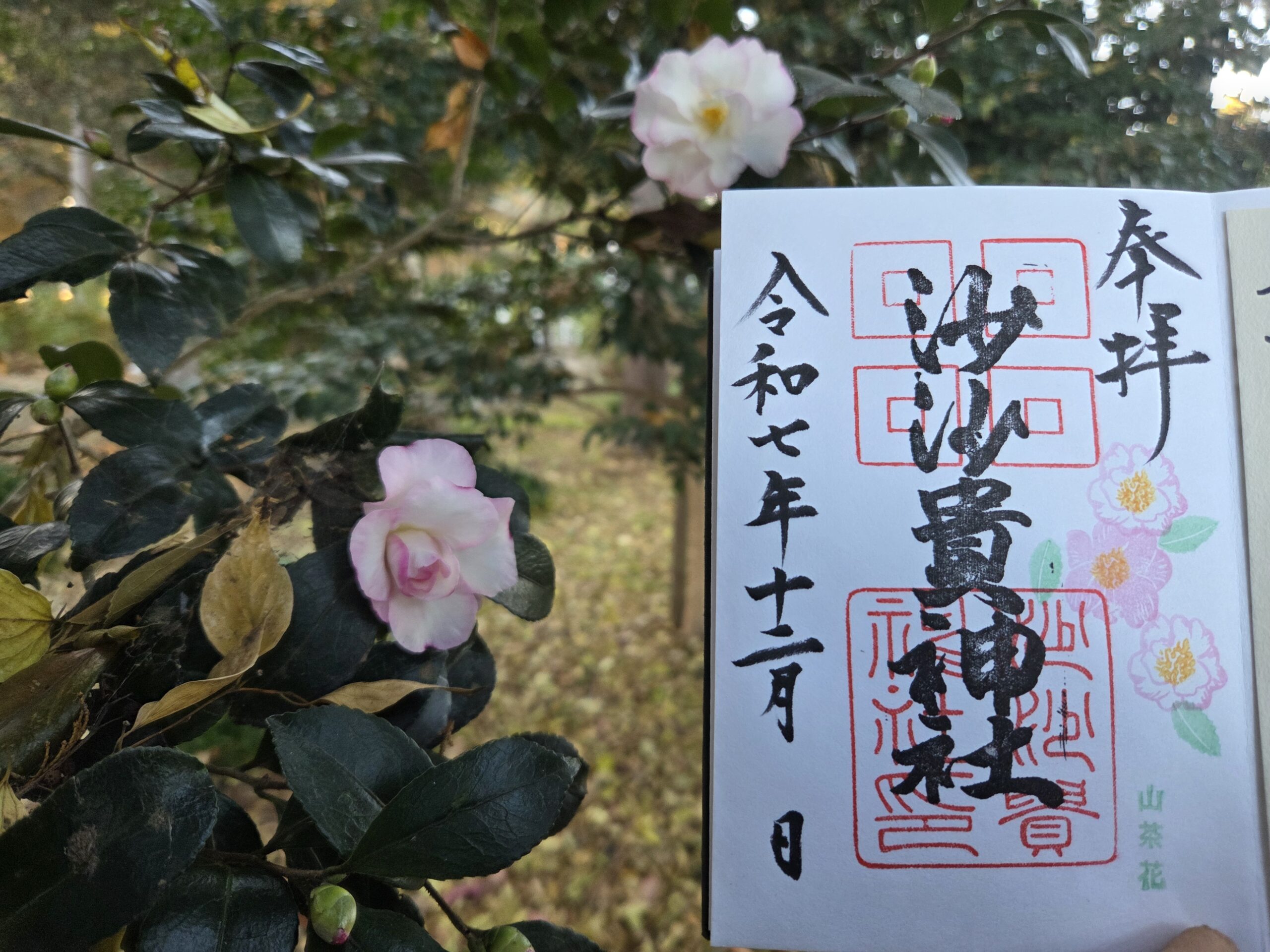 【御朱印】山茶花(サザンカ)