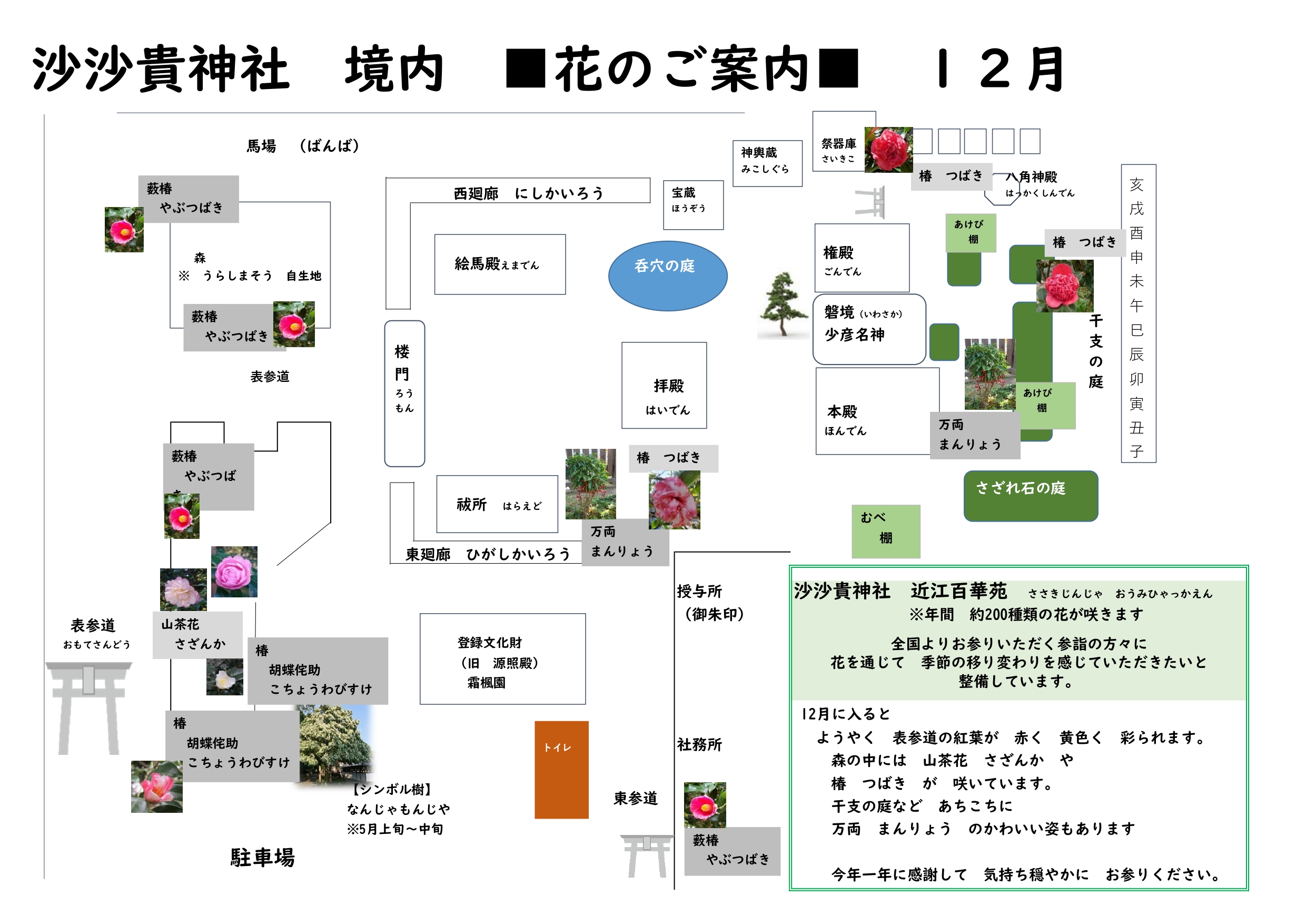 【12月】沙沙貴神社の境内に咲く花のご案内