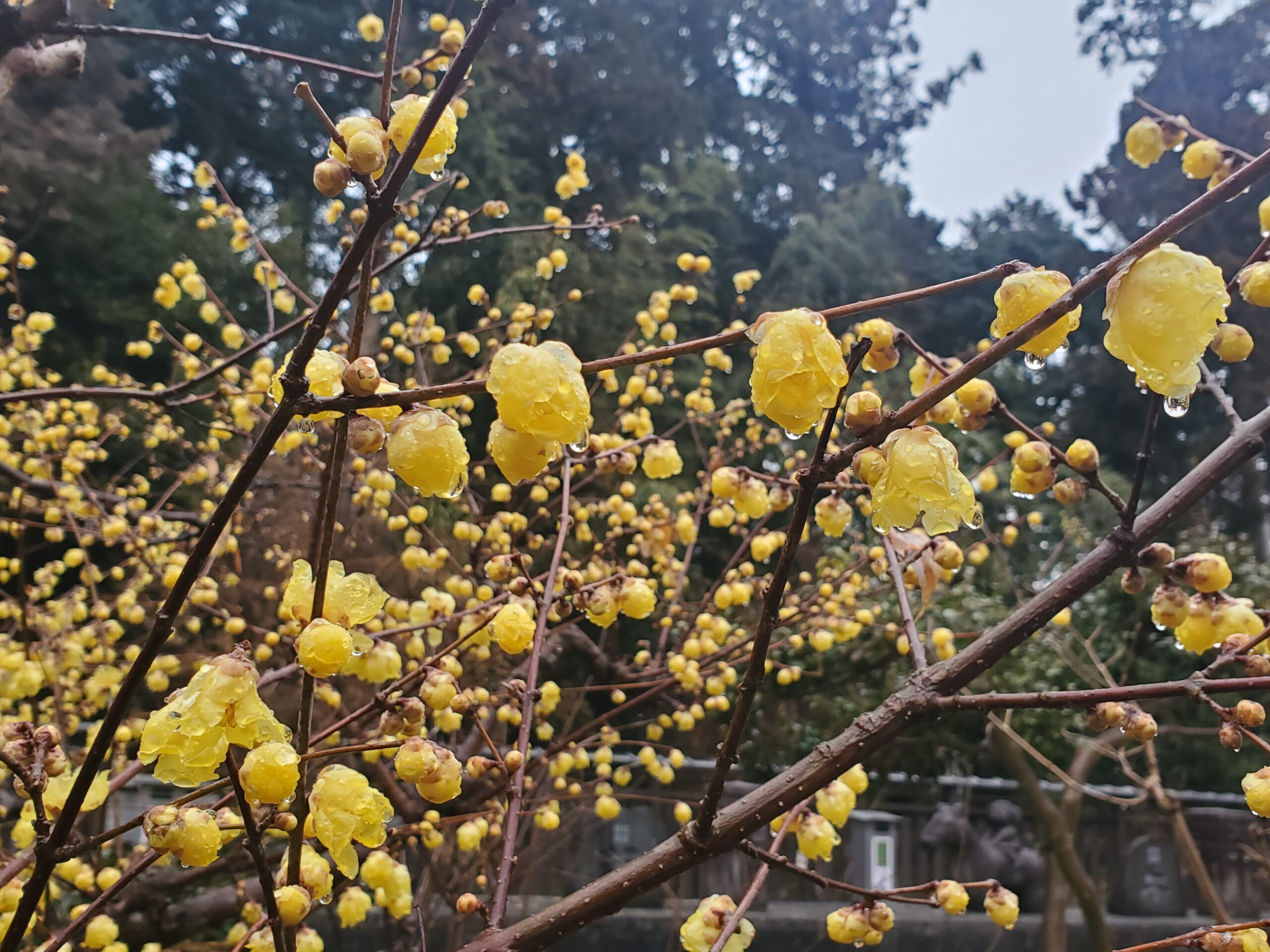 蝋梅(ロウバイ)の花