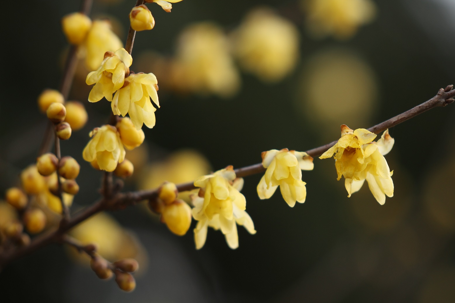 蝋梅(ロウバイ)の花