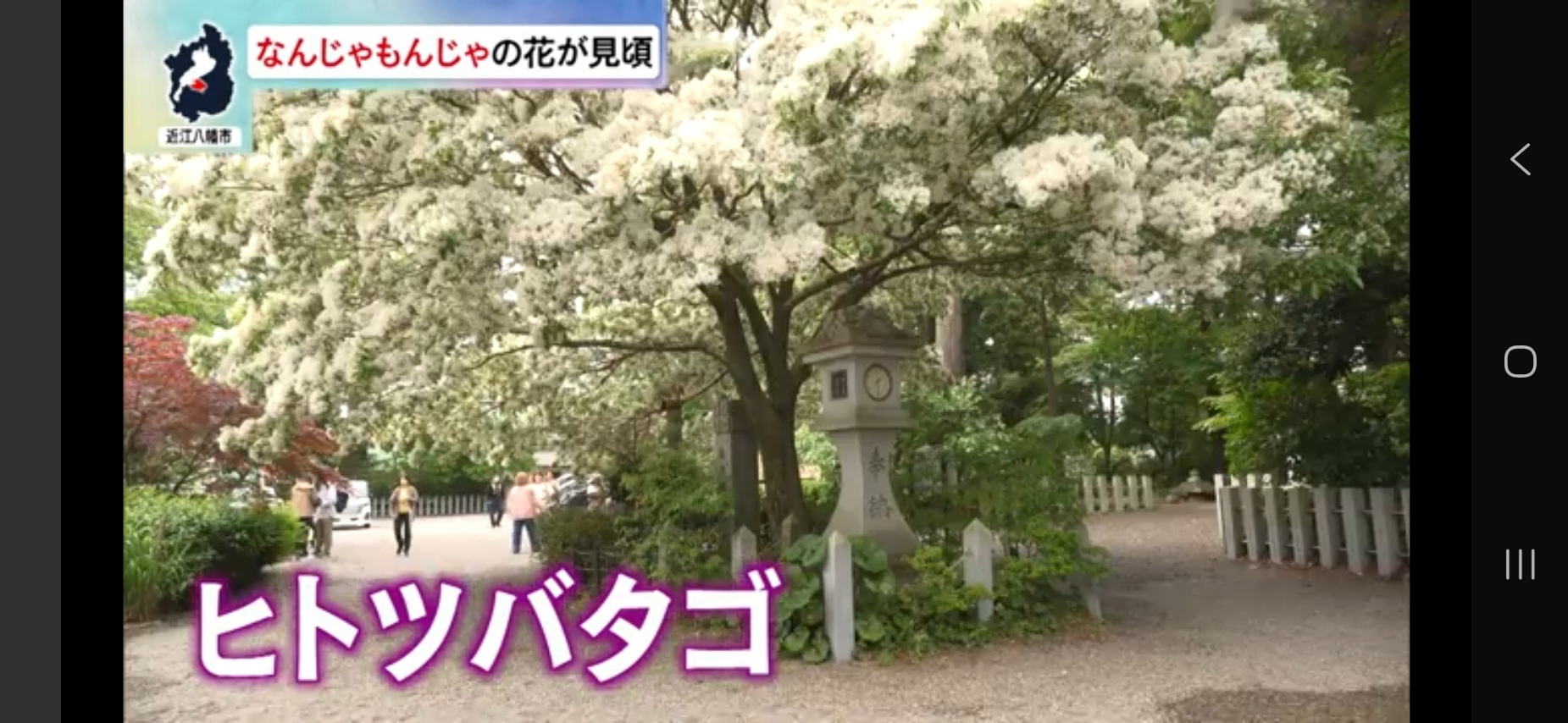 なんじゃもんじゃの花が見頃ヒトツバダコ