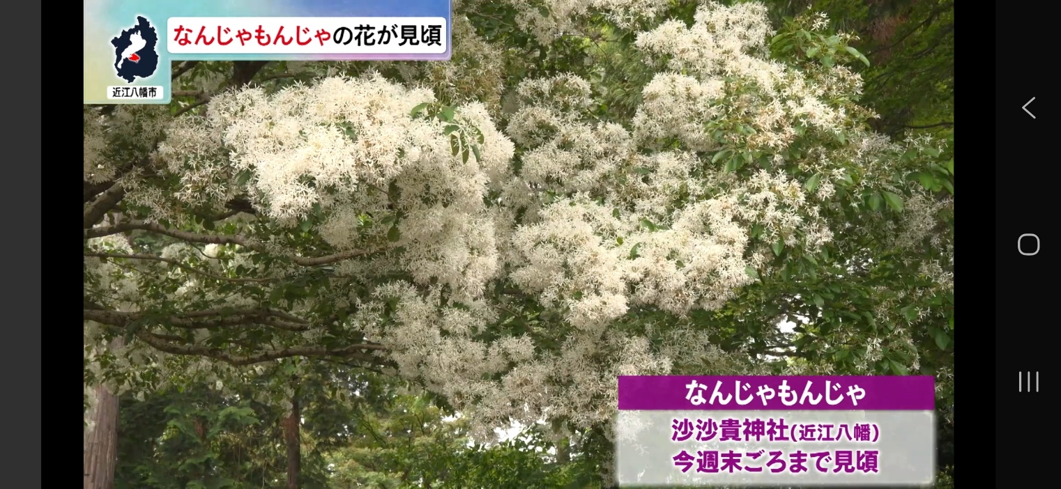 なんじゃもんじゃの花は今週末頃まで見頃
